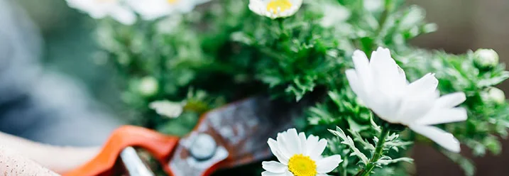 Hand mit Gartenschere schneidet Margeriten